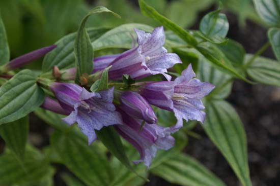 Gentiana Asclepiadea Pink Cascade - тинтява  розова (1482)